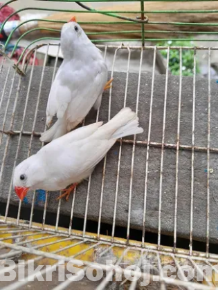 ফিন্স পাখি